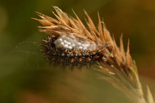 Melitaea didyma
